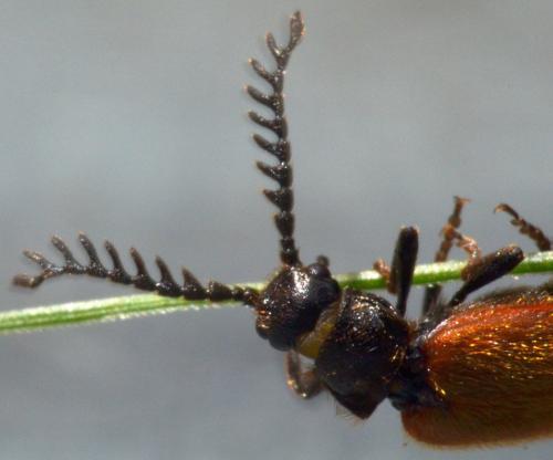 Drilus flavescens